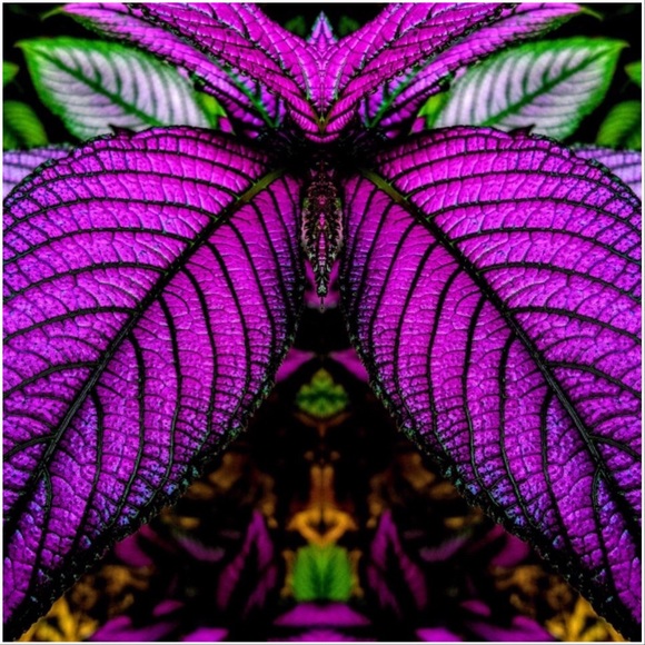 Meet your Posher, Samantha - Picture 1 of 2